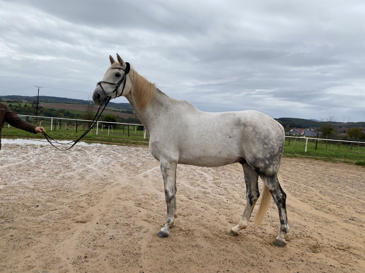 Renano Caballo castrado 17 años 176 cm Tordo in Eppelborn