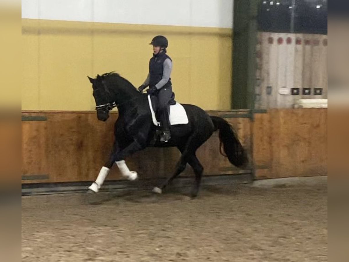 Renano Caballo castrado 3 años 168 cm Negro in WürselenWürselen