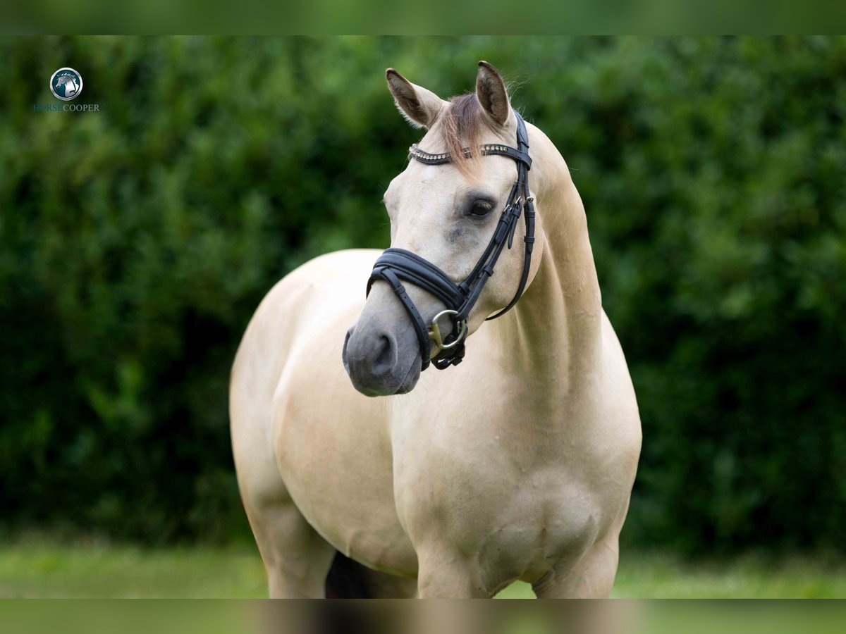 Renano Caballo castrado 4 años 145 cm Bayo in Kortessem