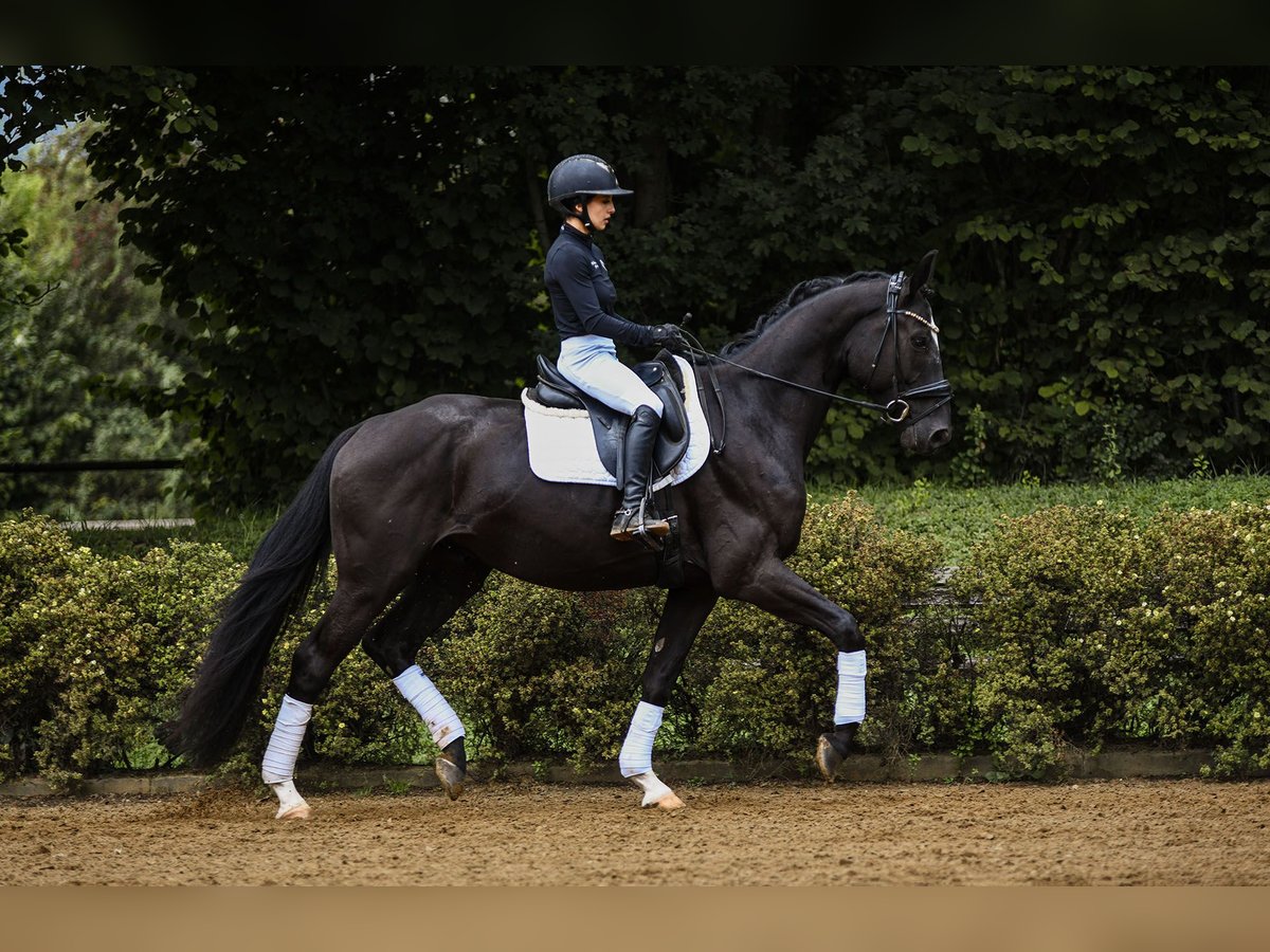 Renano Caballo castrado 4 años 164 cm Negro in Riedstadt