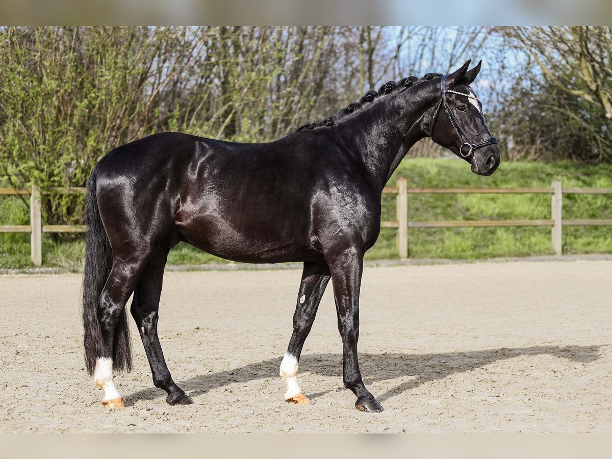 Renano Caballo castrado 4 años 164 cm Negro in Riedstadt