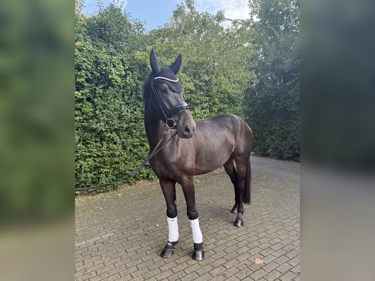 Renano Caballo castrado 4 años 176 cm Castaño oscuro in Willich