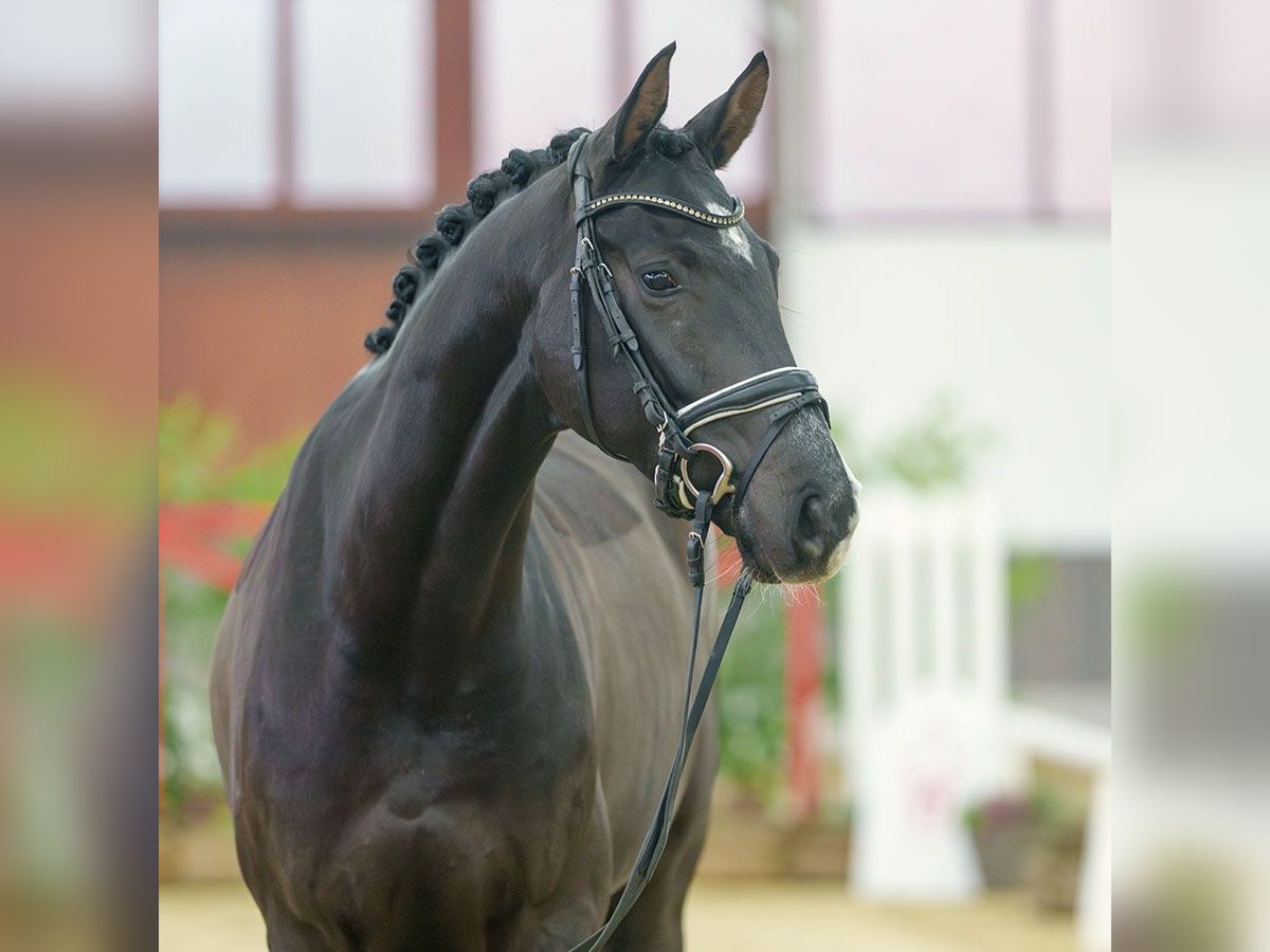 Renano Caballo castrado 4 años Negro in Münster-Handorf