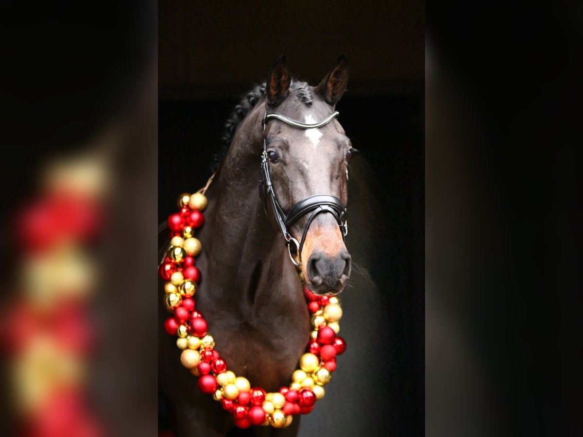 Renano Caballo castrado 5 años 165 cm Castaño oscuro in Xanten