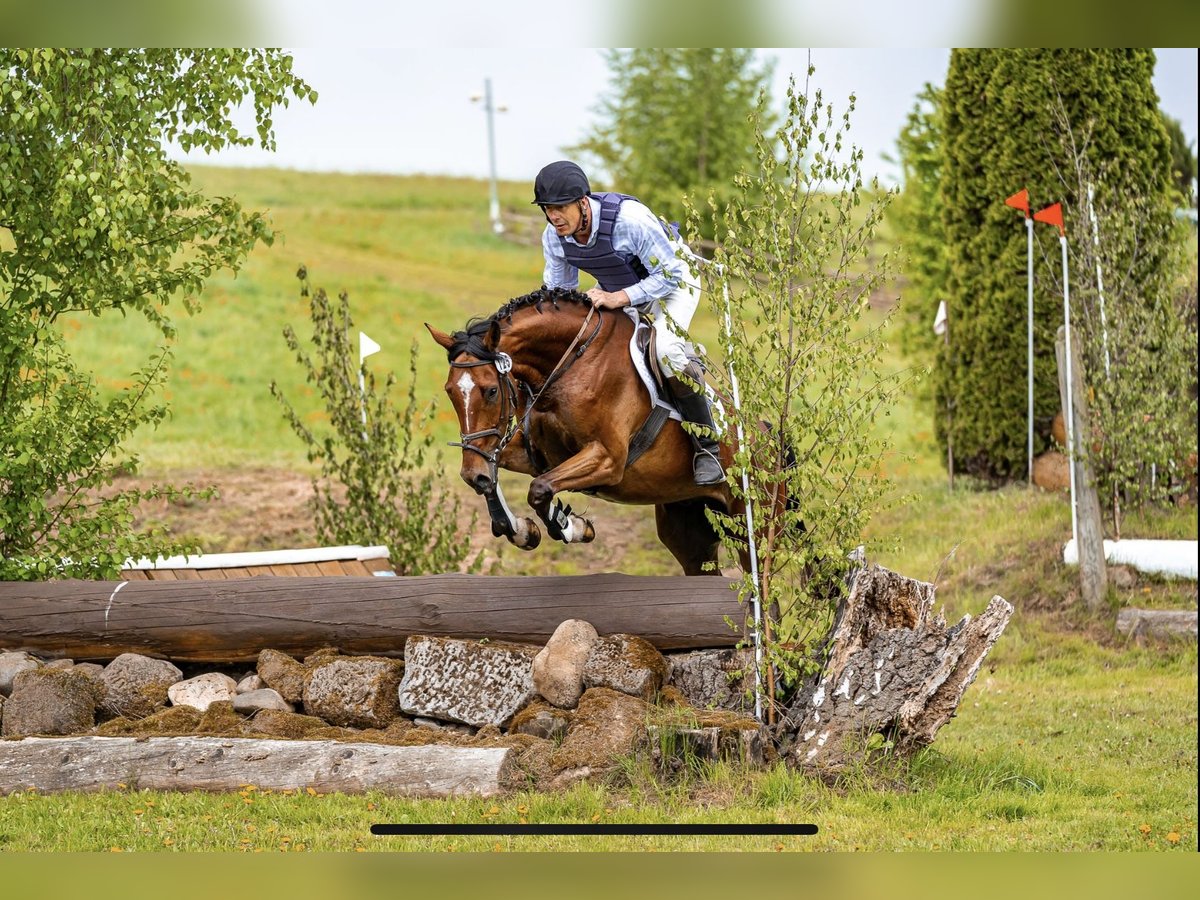 Renano Caballo castrado 5 años 166 cm Castaño in Nebelsch&#xFC;tz
