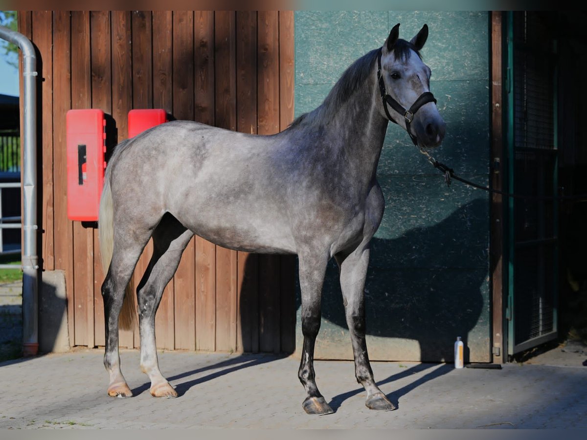 Renano Caballo castrado 5 años 170 cm Tordo in K&#xF6;ln
