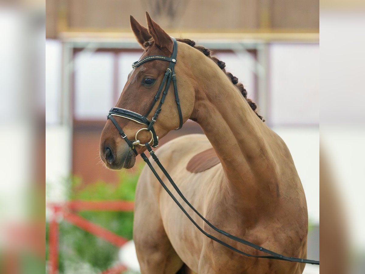 Renano Caballo castrado 5 años Alazán-tostado in Münster-Handorf