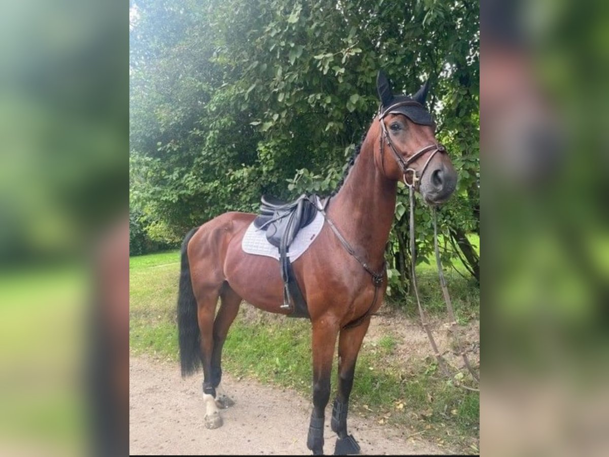 Renano Caballo castrado 6 años 170 cm Castaño oscuro in Ratingen