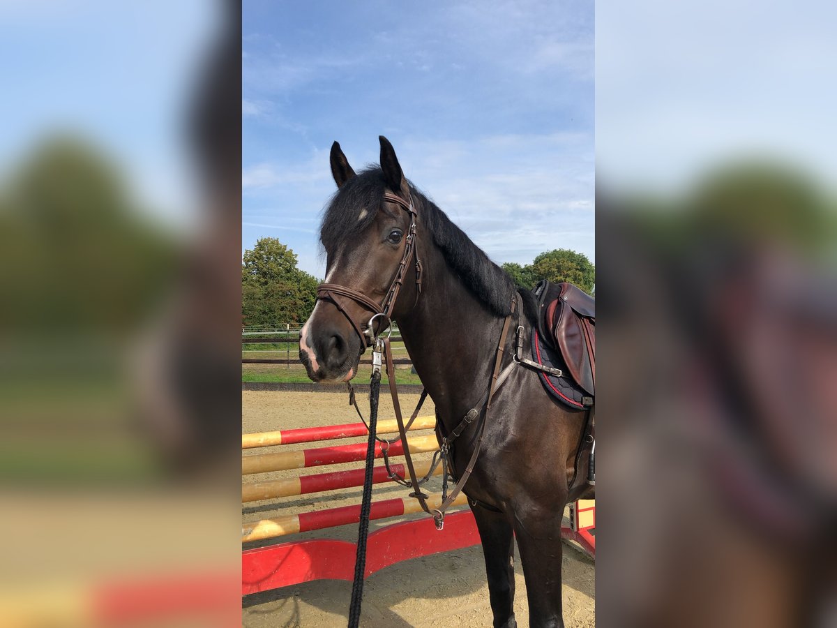 Renano Caballo castrado 7 años 167 cm Morcillo in Bremen