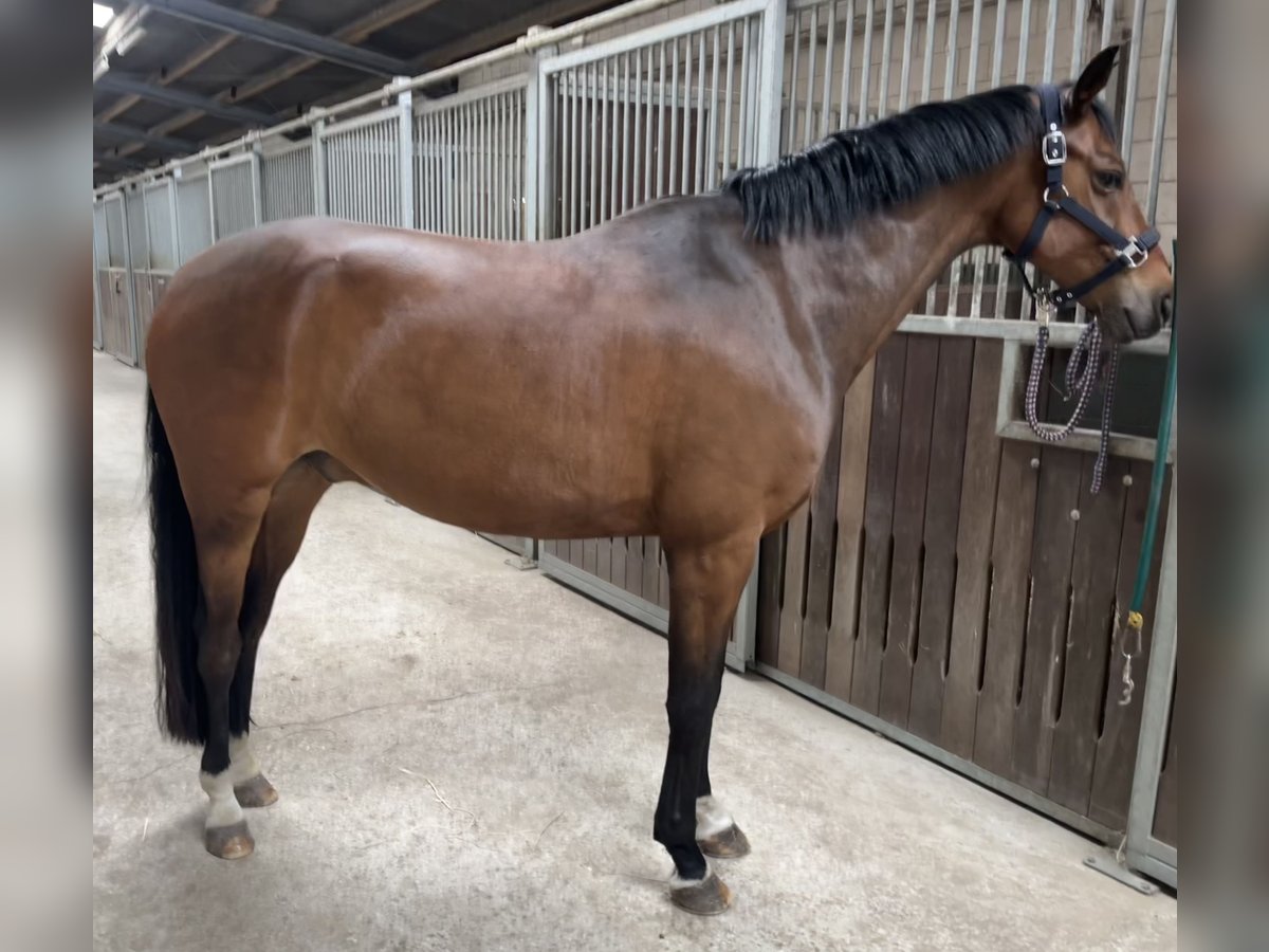 Renano Caballo castrado 8 años 165 cm Castaño in Neuruppin