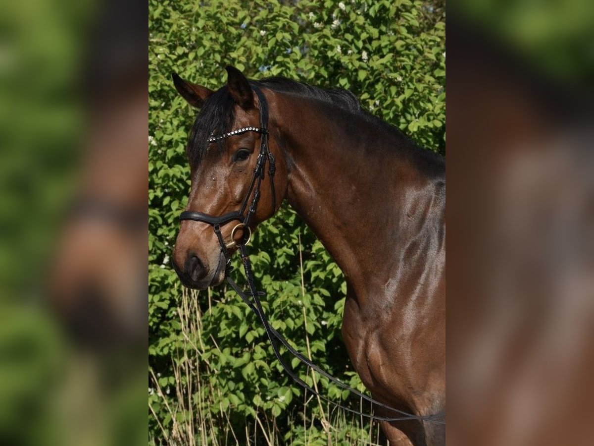 Renano Caballo castrado 8 años 173 cm Castaño oscuro in Berne