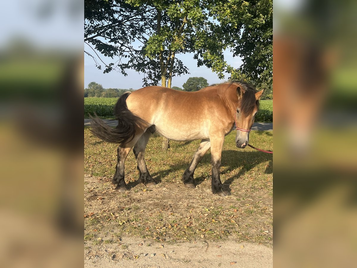 Renano Castrone 3 Anni 165 cm Baio in Rolofshagen