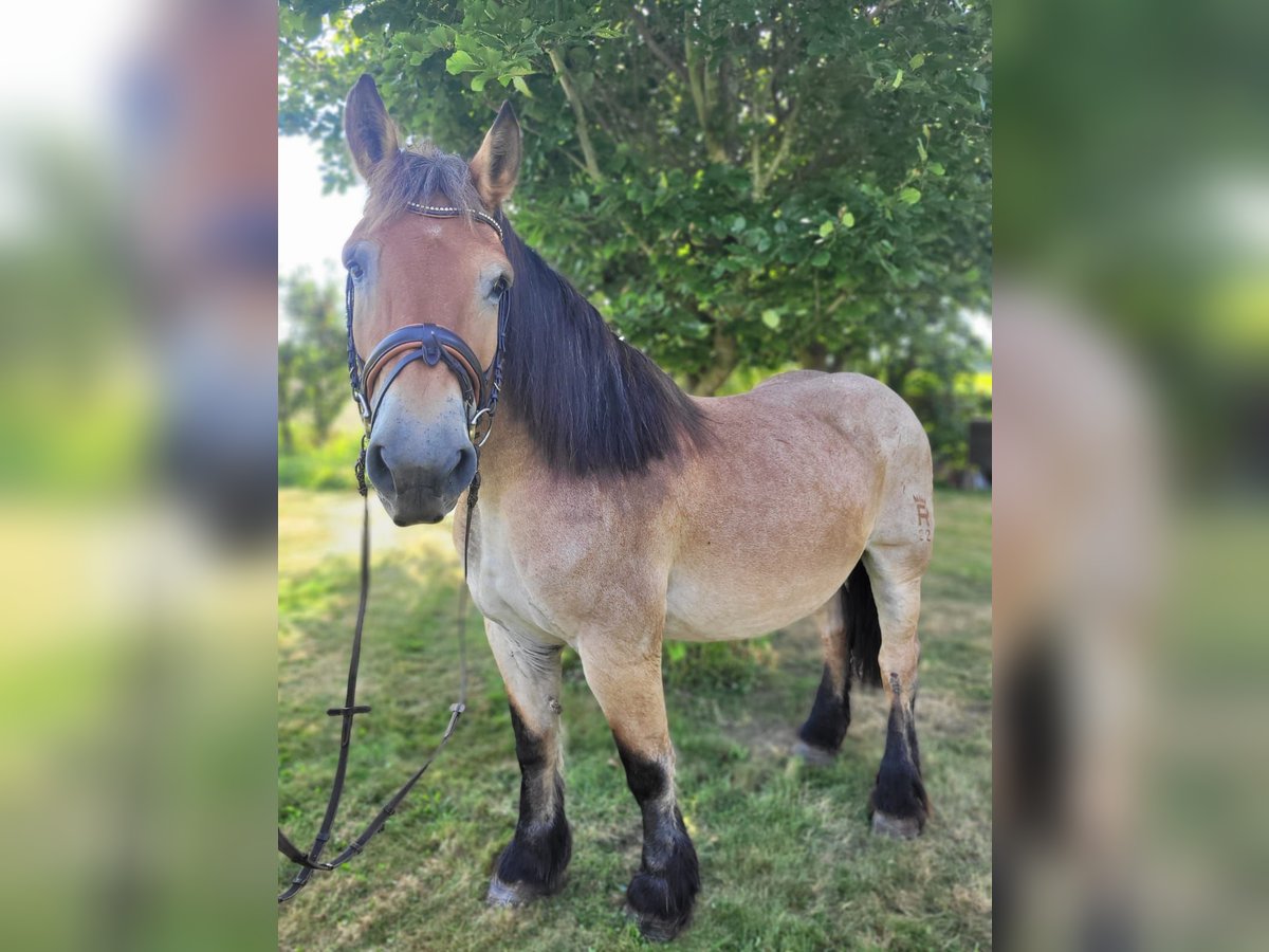 Renano Giumenta 16 Anni 160 cm Falbo baio in Nordkirchen