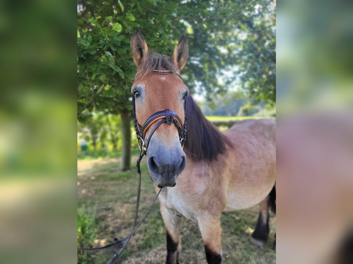 Renano Giumenta 16 Anni 160 cm Falbo baio in Nordkirchen