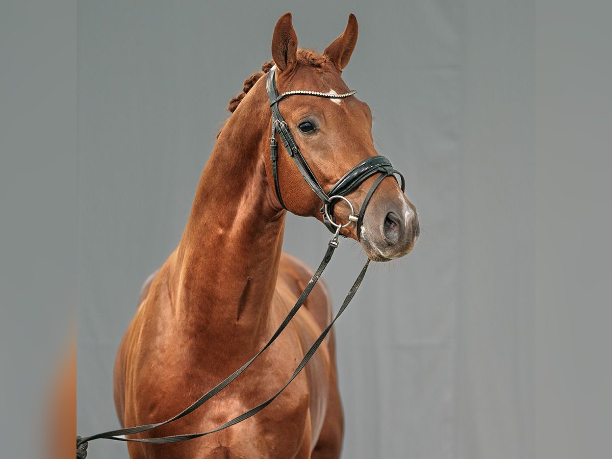 Renano Semental 2 años Alazán in Münster-Handorf