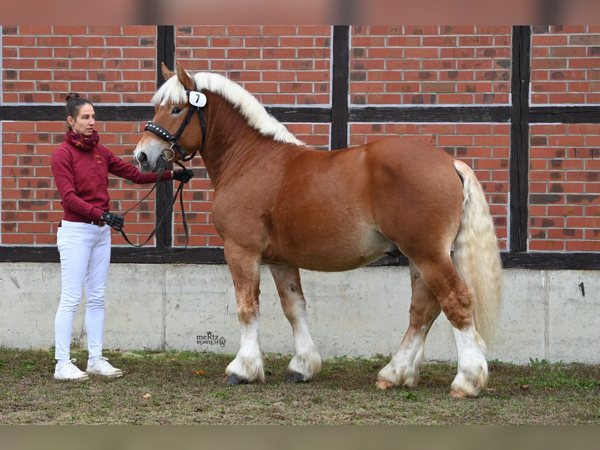 Renano Stallone 3 Anni 161 cm Sauro in Billerbeck