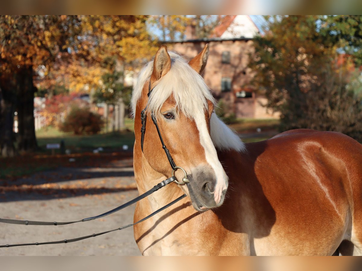 Renano Stallone 6 Anni 165 cm Sauro in Celle