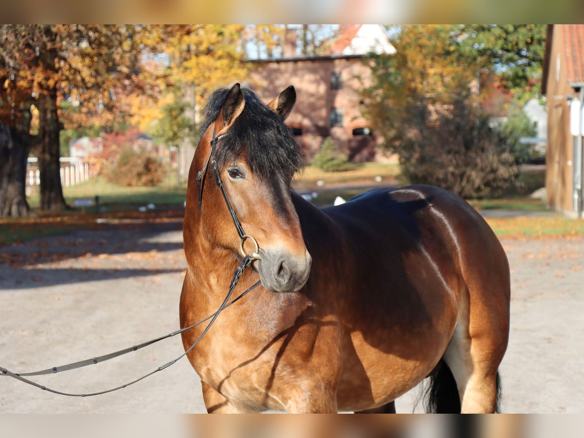 Renano Stallone 7 Anni 165 cm Baio in Celle