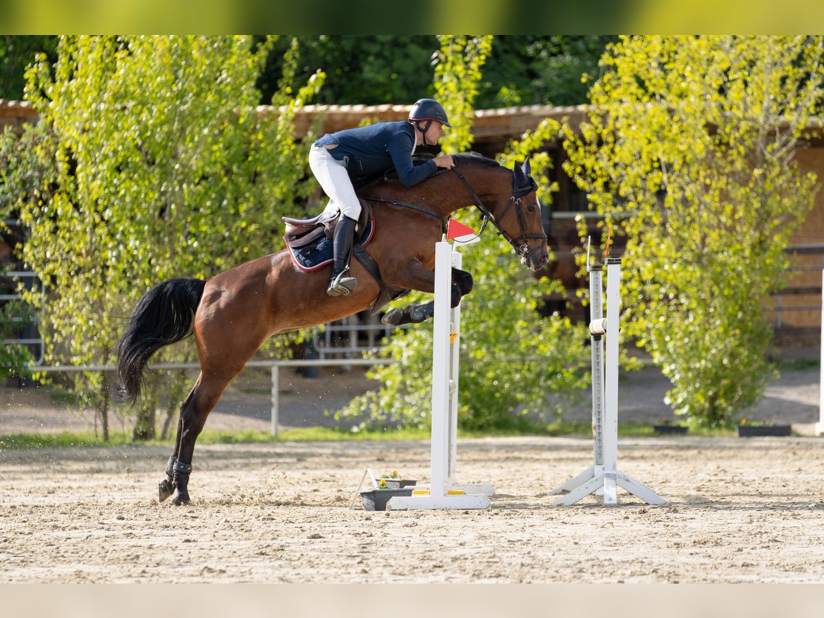 Renano Yegua 11 años 172 cm Castaño in Heinsberg