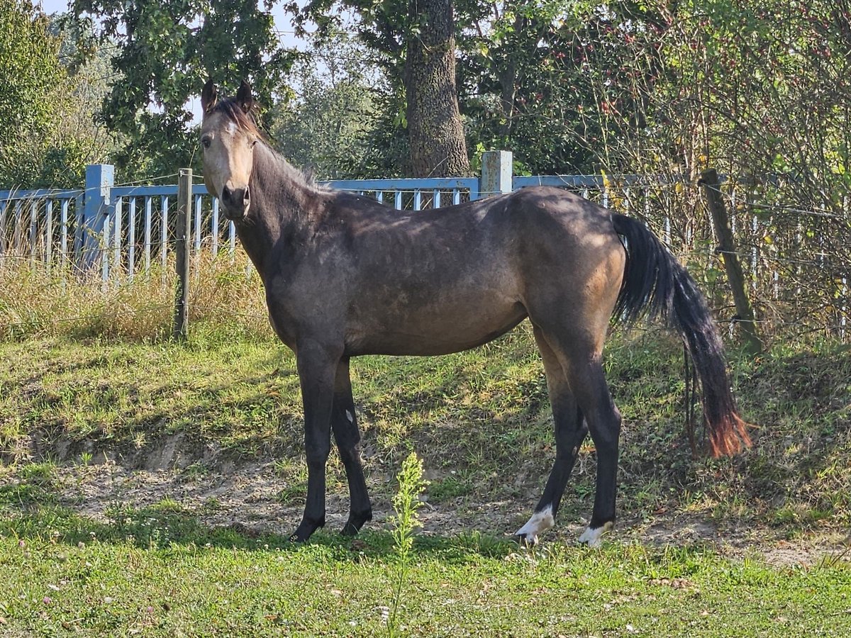 Renano Yegua 3 años 156 cm Buckskin/Bayo in Niederzier