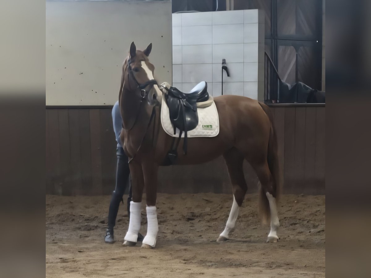 Renano Yegua 3 años 167 cm Alazán in Lienen