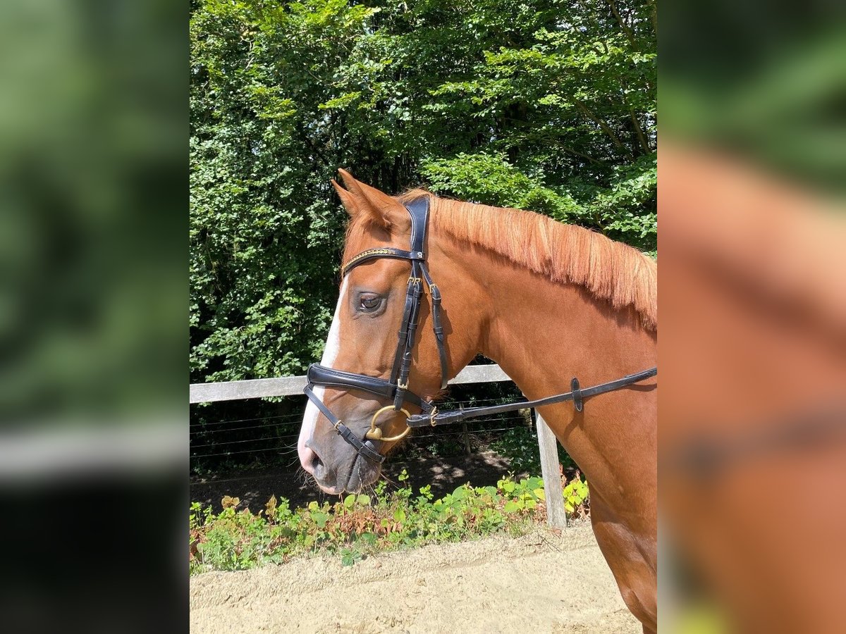 Renano Yegua 3 años 167 cm Alazán in Wermelskirchen