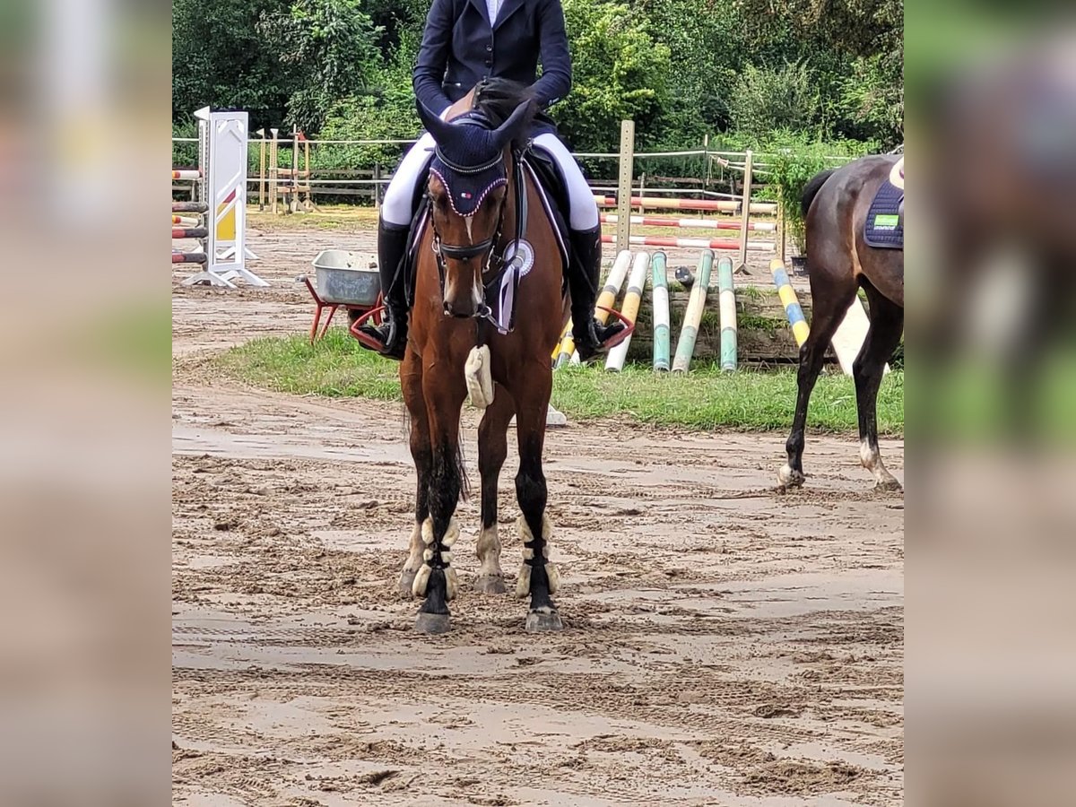 Renano Yegua 5 años 164 cm Castaño in Issum