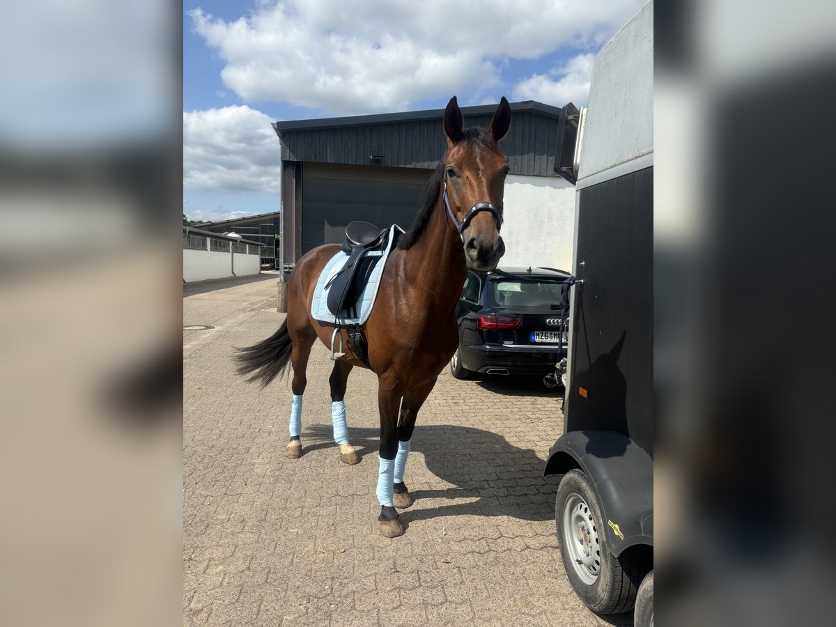 Renano Yegua 7 años 165 cm Castaño in Merzig