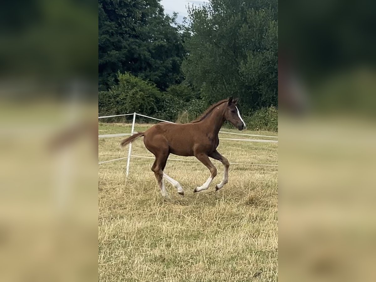 Renano Yegua  172 cm Alazán-tostado in B&#xFC;ttelborn