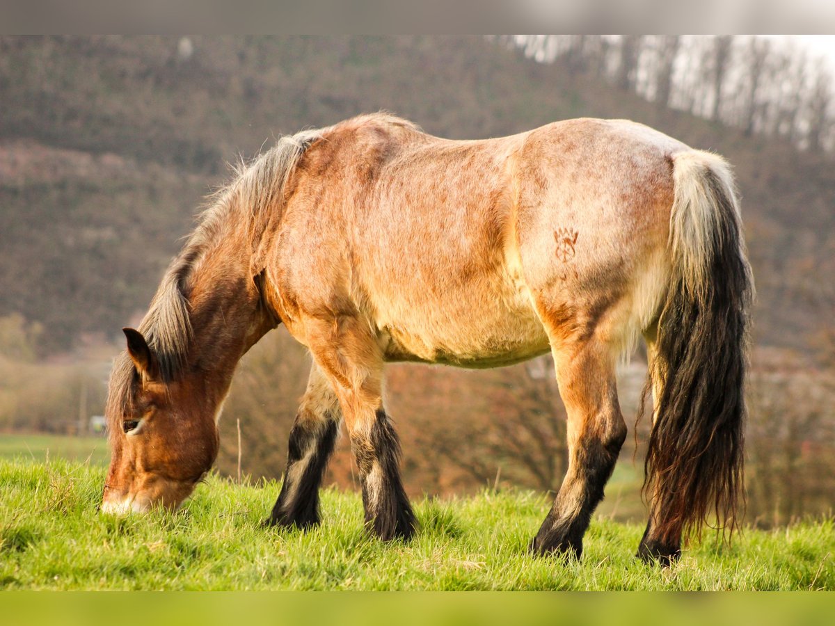 Reńsko-niemiecki koń zimnokrwisty Klacz 17 lat 160 cm Formy Brown Falb in Kahla