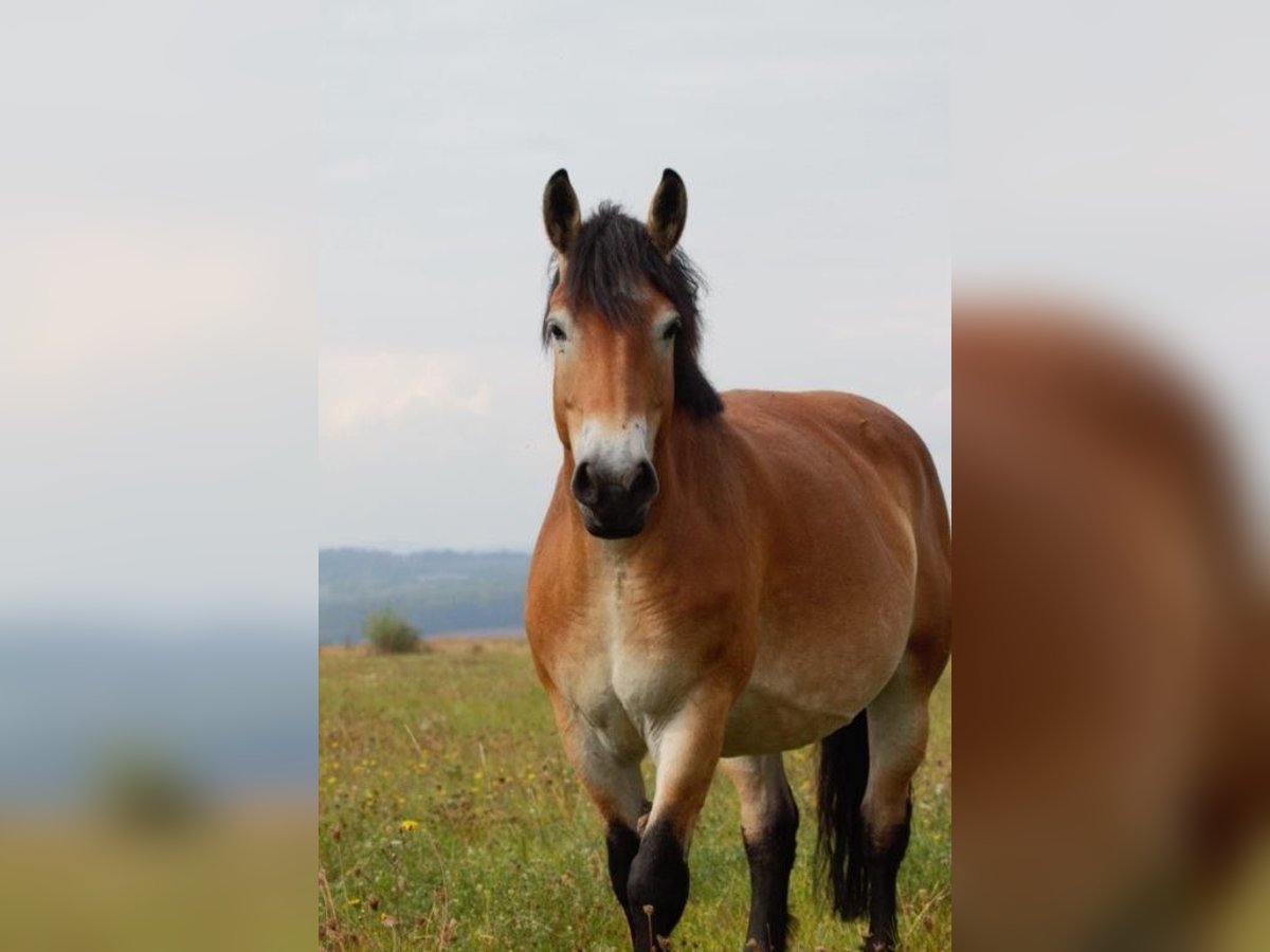 Reńsko-niemiecki koń zimnokrwisty Klacz 6 lat 163 cm Jasnogniada in Nordhausen