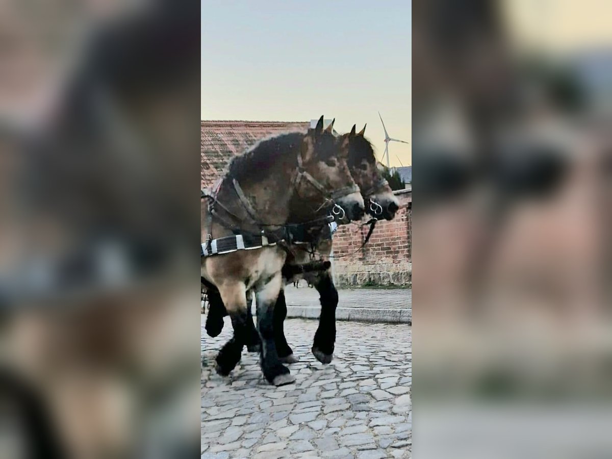 Reńsko-niemiecki koń zimnokrwisty Klacz 6 lat 165 cm Gniada in Goldbeck