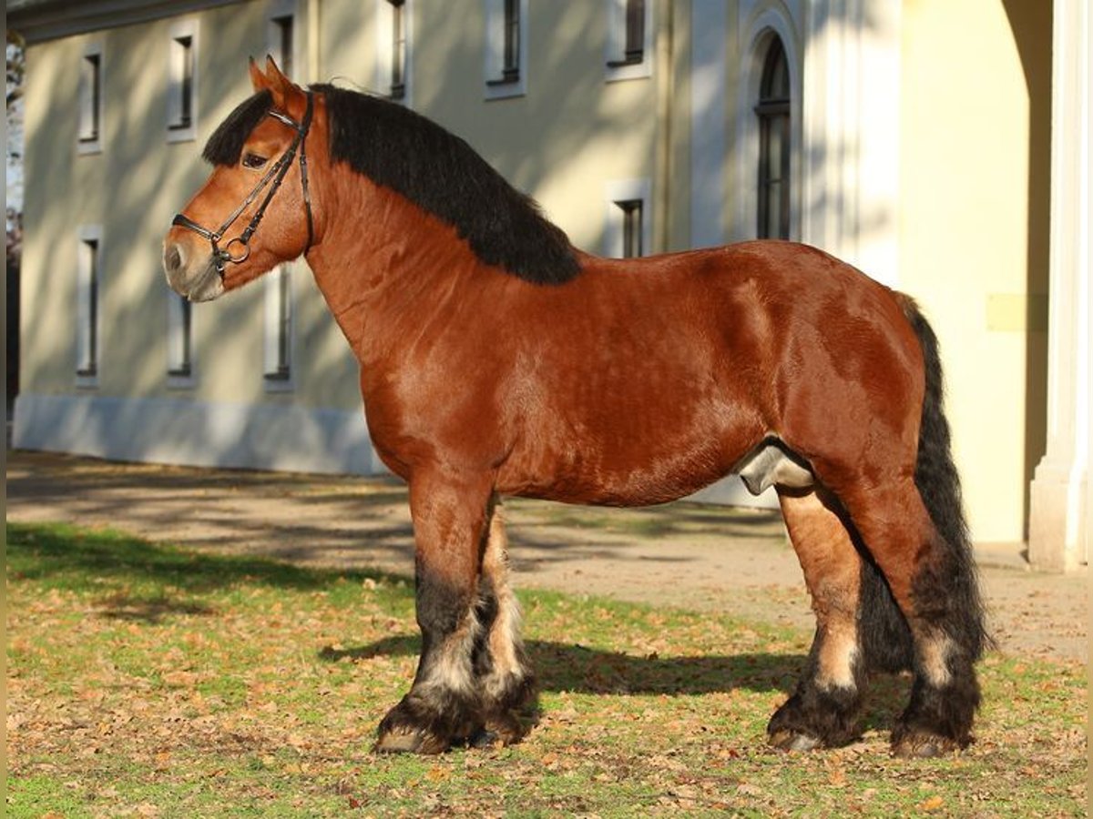 Reńsko-niemiecki koń zimnokrwisty Ogier Gniada in Großwaltersdorf