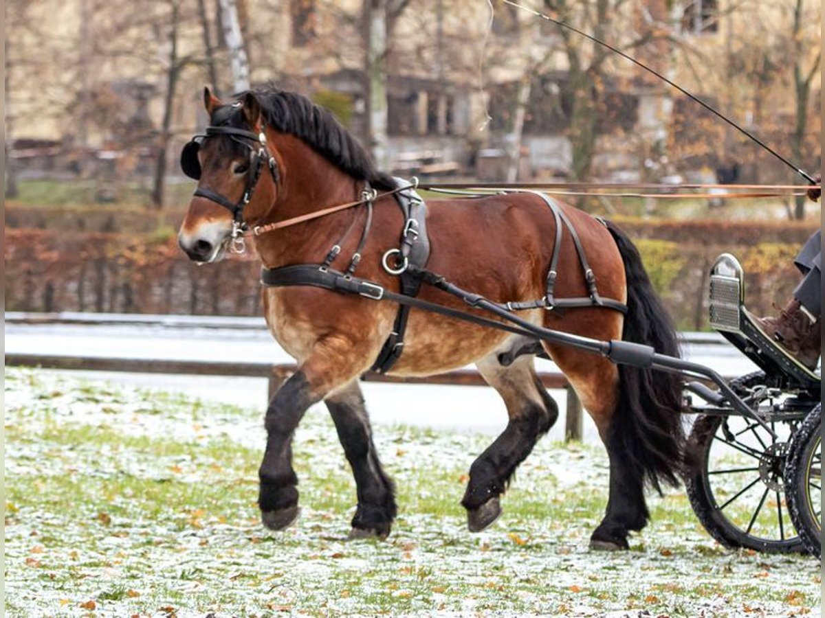 Reńsko-niemiecki koń zimnokrwisty Ogier Gniada in Moritzburg