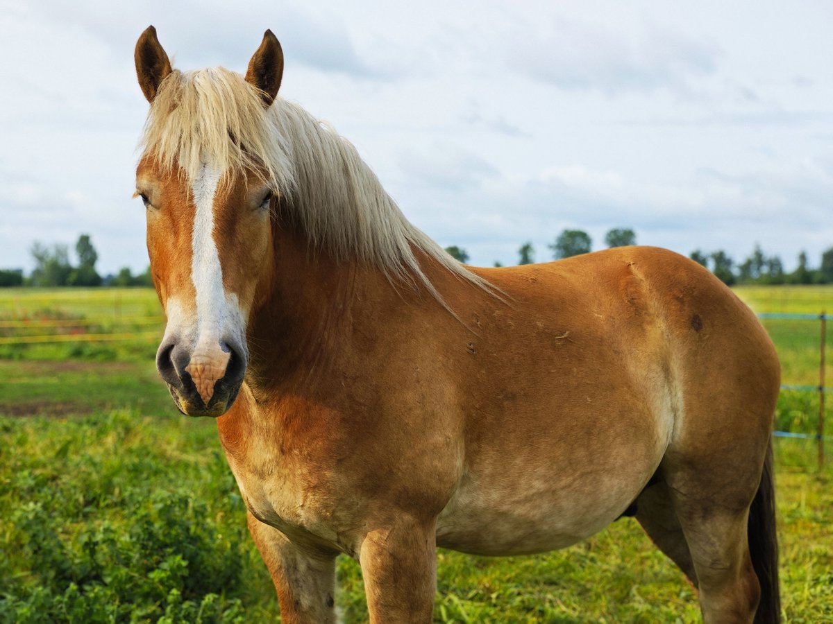 Reńsko-niemiecki koń zimnokrwisty Wałach 5 lat 165 cm Kasztanowata in Ribbeckshorst