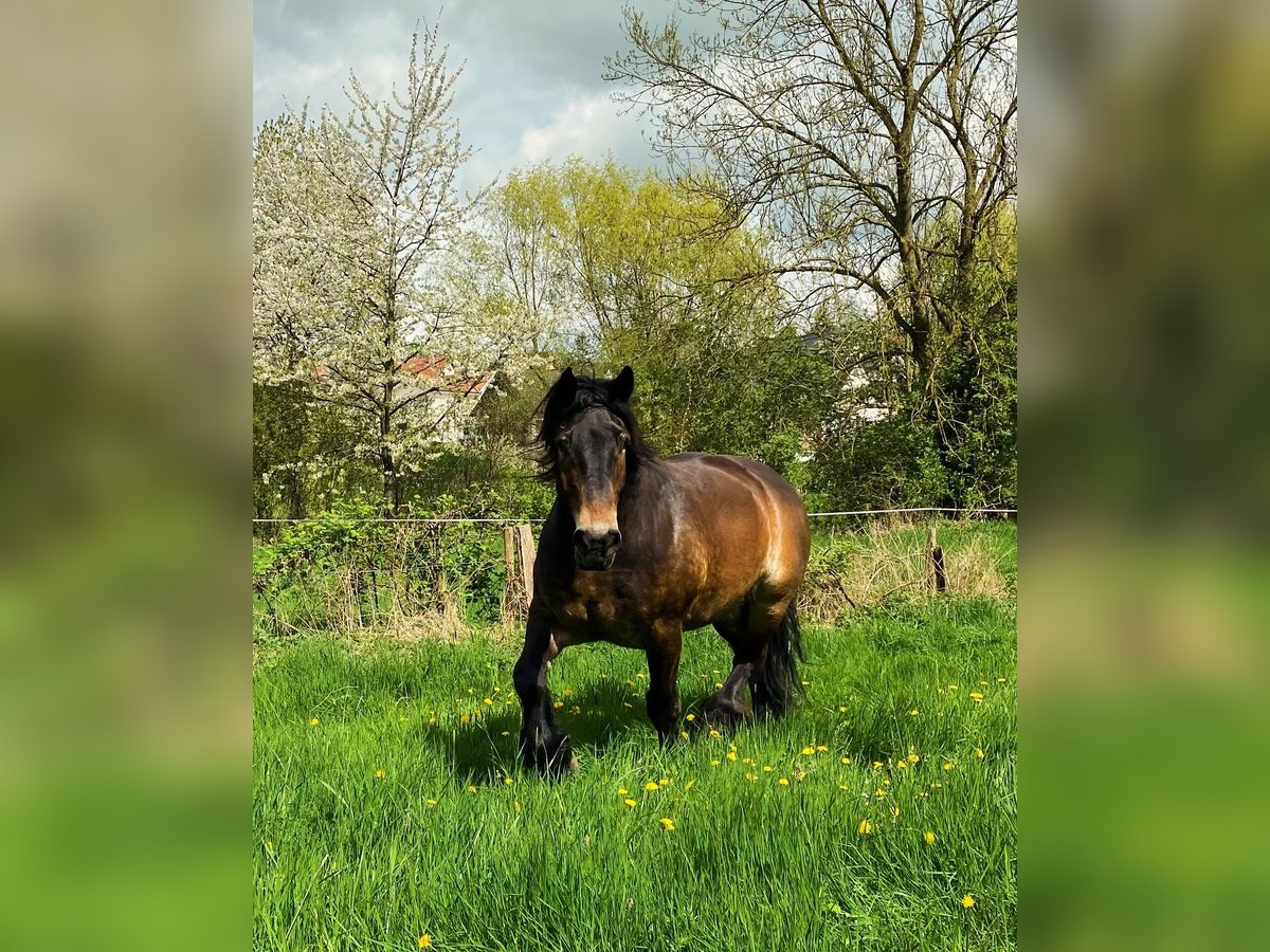 Reńsko-niemiecki koń zimnokrwisty Wałach 12 lat 176 cm Ciemnogniada in Büren