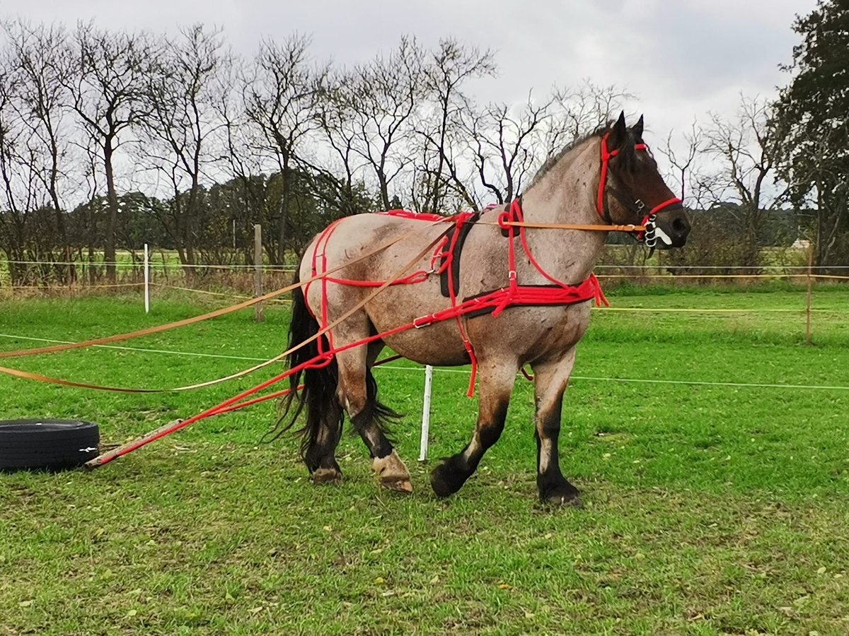 Reńsko-niemiecki koń zimnokrwisty Wałach 8 lat 167 cm Kasztanowatodereszowata in Drahnsdorf