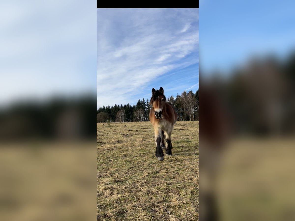 Rheinisch-Deutsches Kaltblut Stute 2 Jahre 170 cm Brauner in C&#xF6;lbe