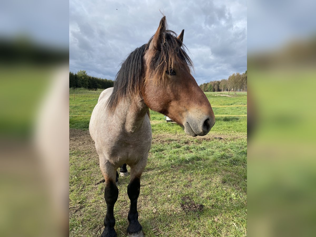 Rheinisch-Deutsches Kaltblut Wallach 2 Jahre 155 cm Rappschimmel in Neustadt an der Orla