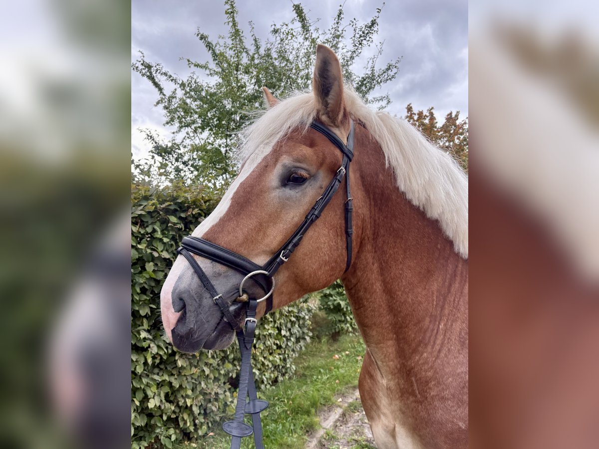 Rheinisch-Deutsches Kaltblut Wallach 3 Jahre 163 cm Fuchs in Gotha