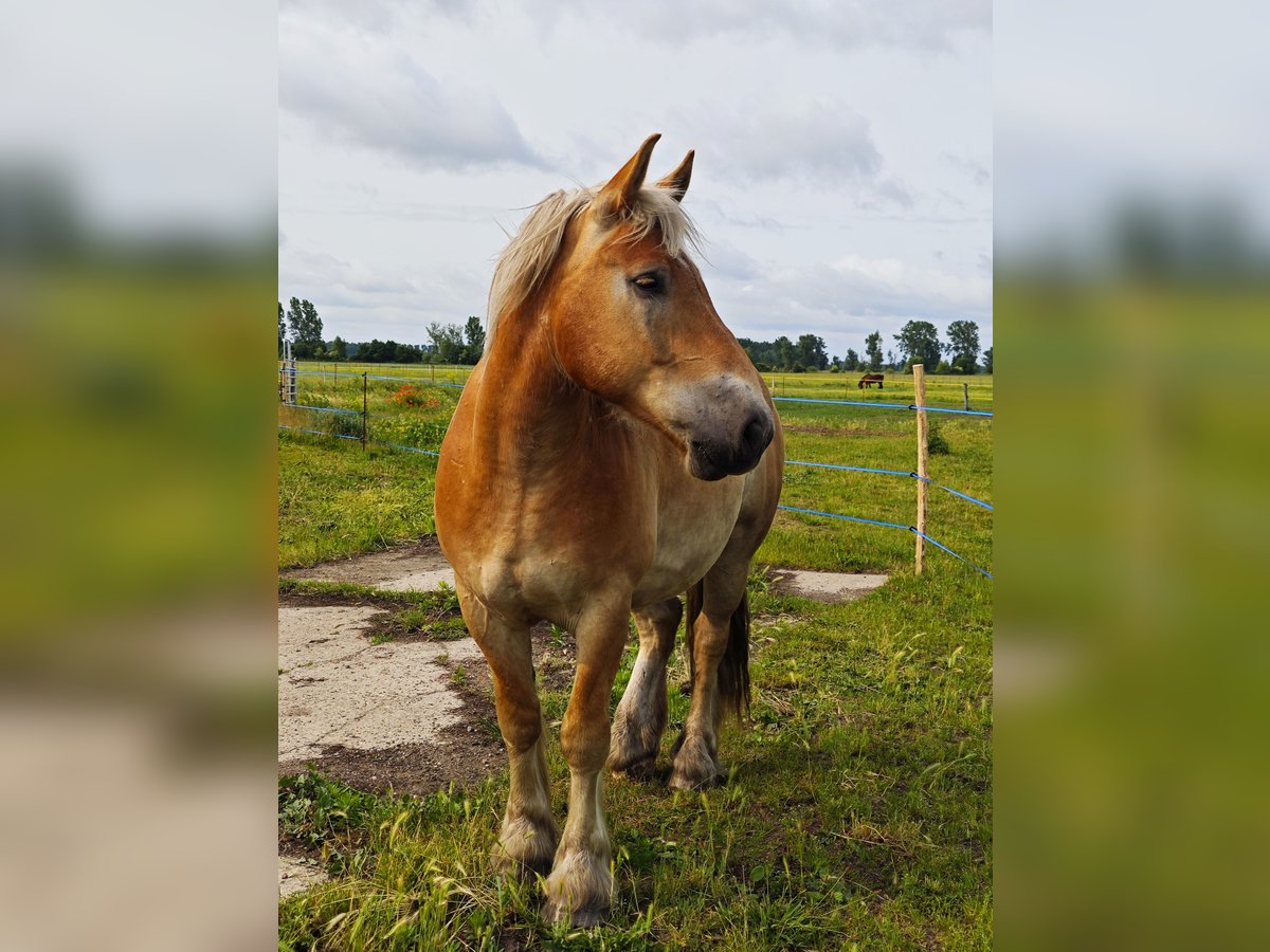 Rheinisch-Deutsches Kaltblut Wallach 5 Jahre 165 cm Fuchs in Ribbeckshorst