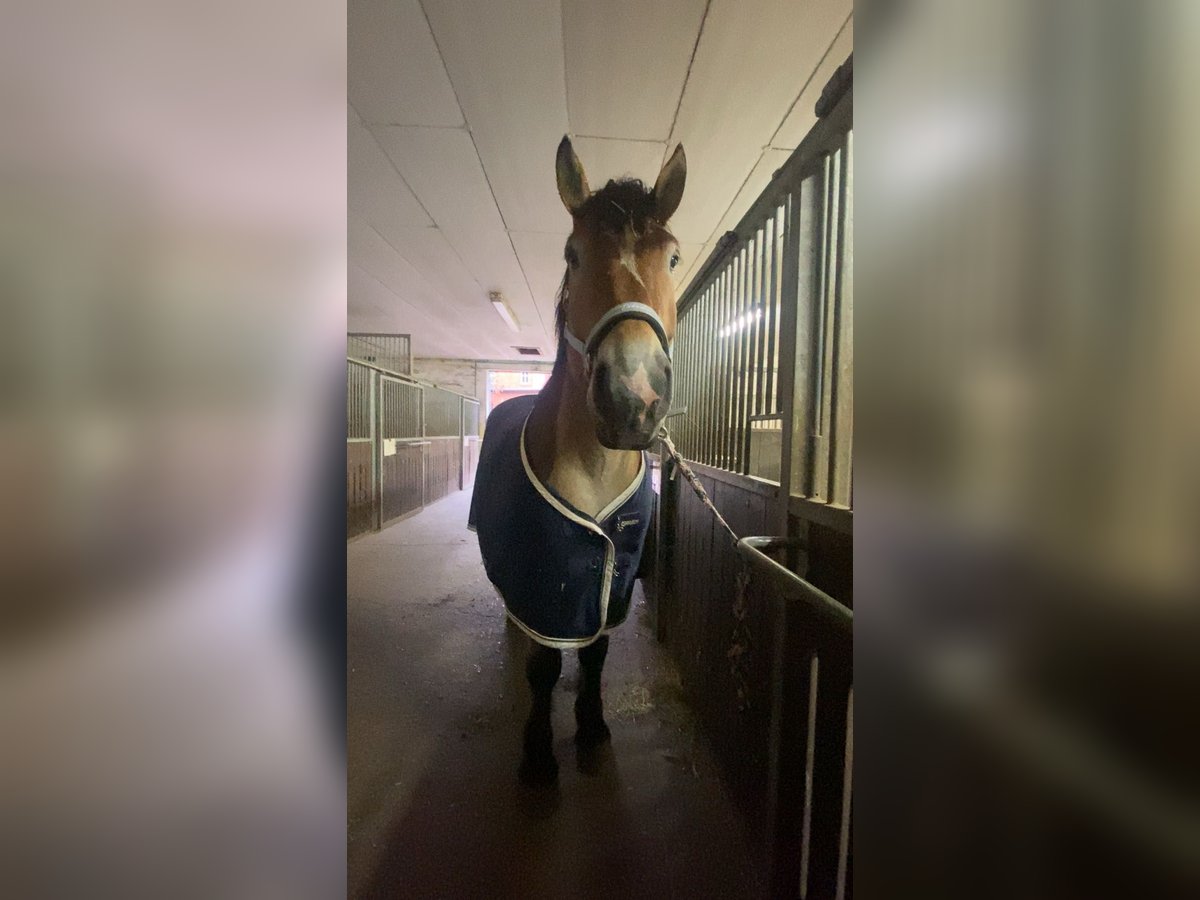 Rheinisch-Deutsches Kaltblut Wallach 7 Jahre 162 cm Brauner in Schenkenhorst