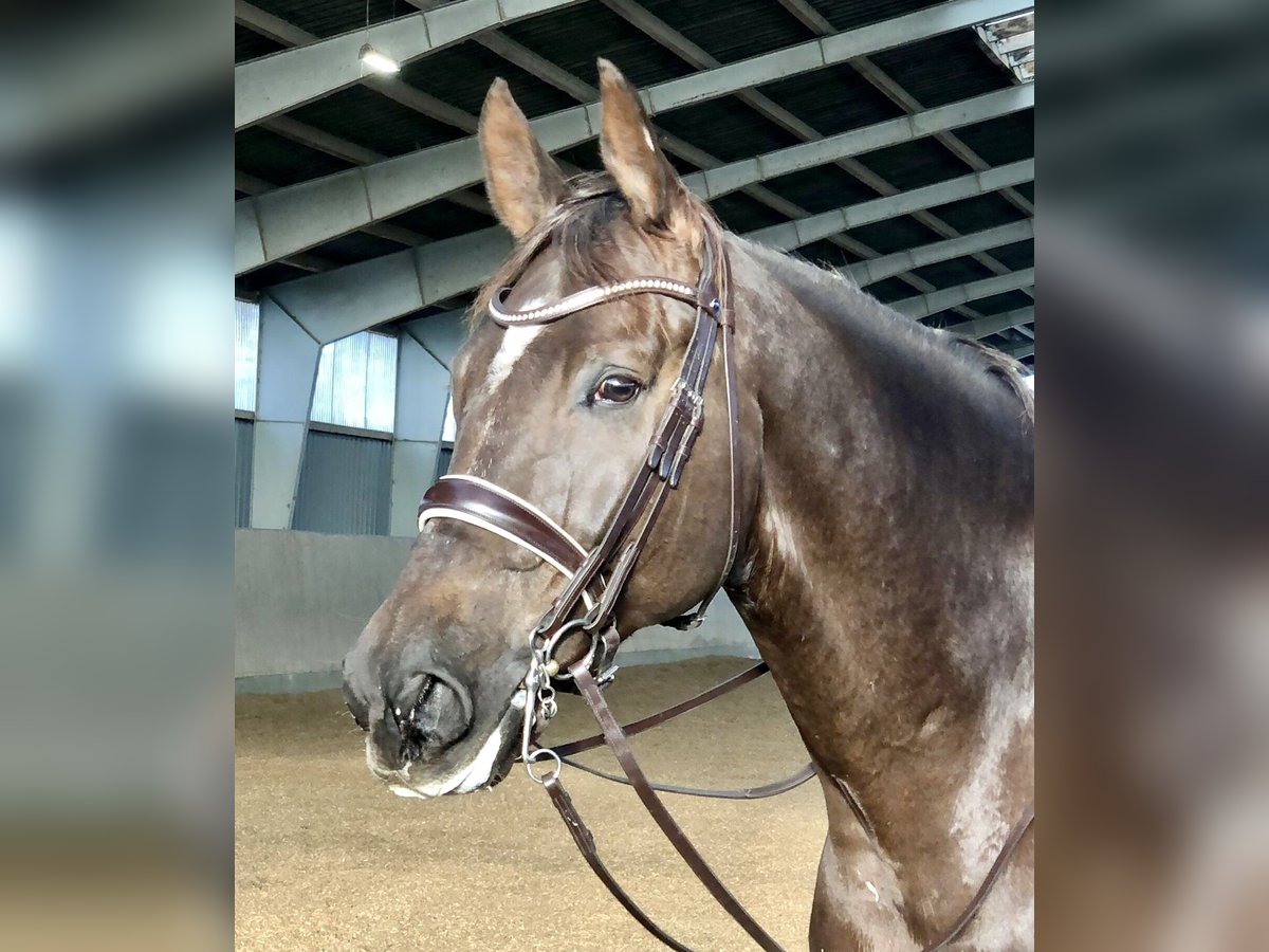 Rheinländer Castrone 10 Anni 176 cm Sauro scuro in Morud