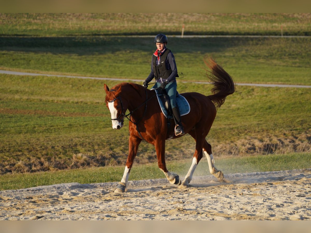 Rheinländer Castrone 11 Anni 175 cm Sauro in Arnstorf