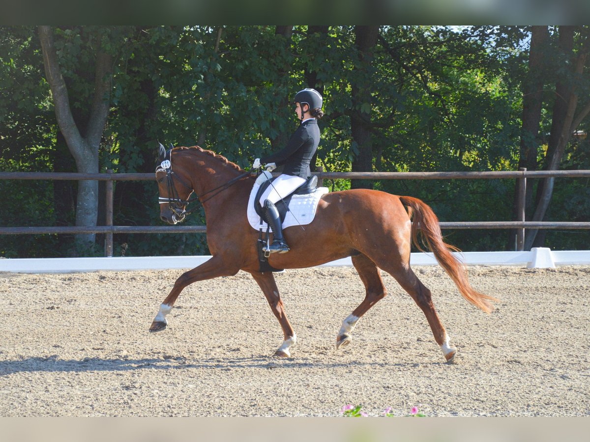 Rheinländer Castrone 12 Anni 171 cm Sauro in Au