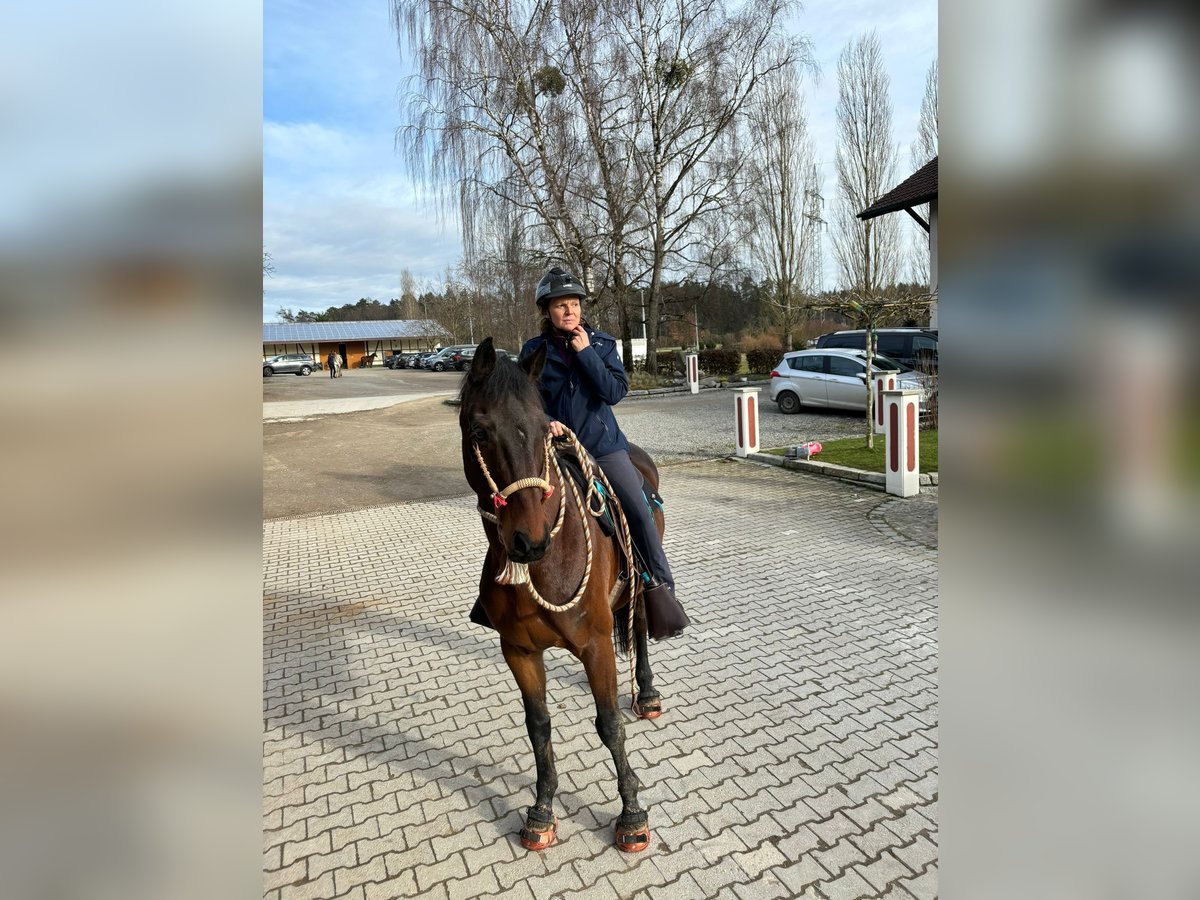 Rheinländer Castrone 13 Anni 170 cm Baio in Fronreute