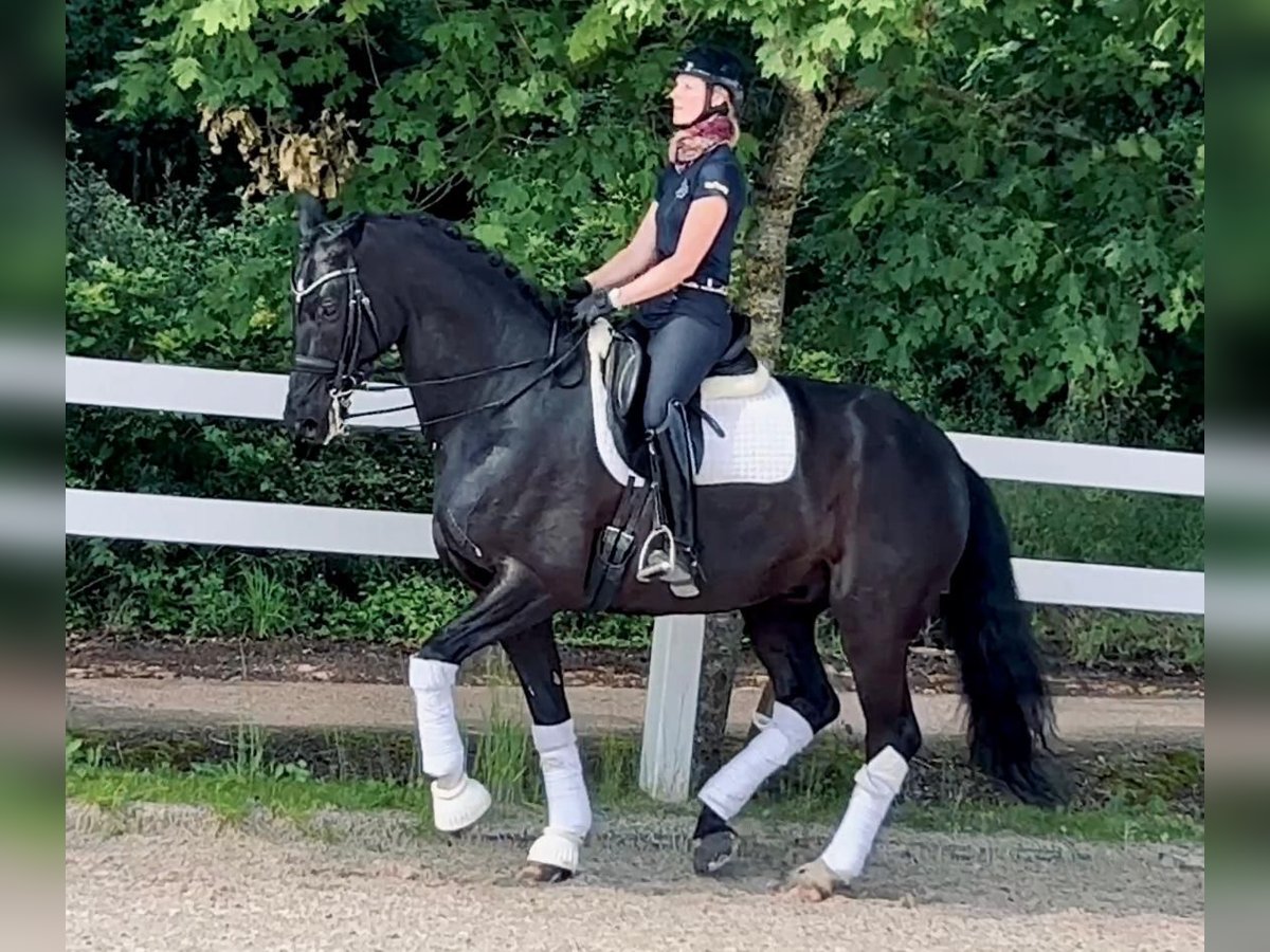 Rheinländer Castrone 13 Anni 177 cm Morello in Perl