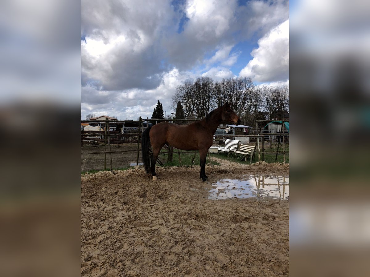 Rheinländer Castrone 13 Anni 180 cm Baio in Gangelt