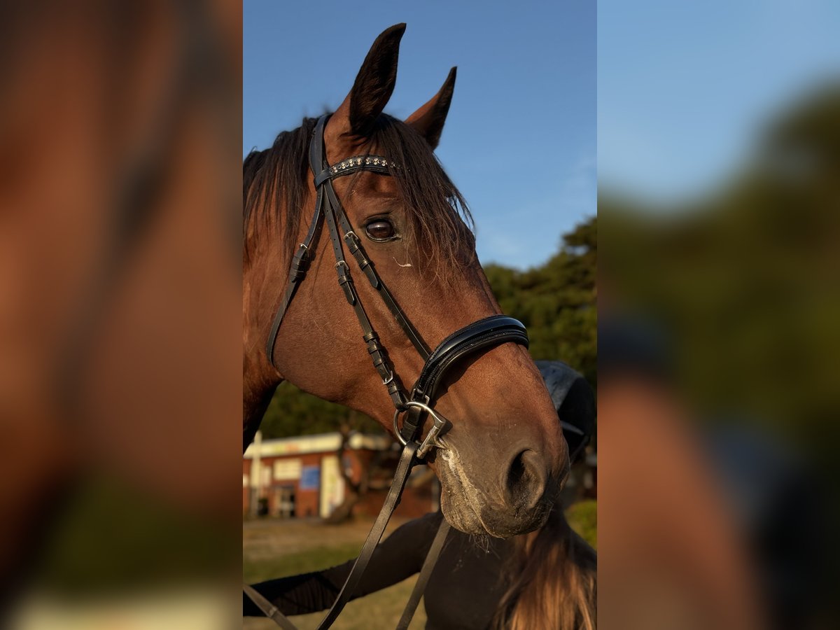 Rheinländer Castrone 13 Anni 187 cm Baio in Cuxhaven