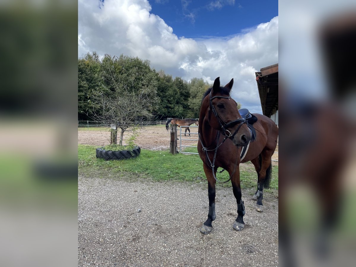 Rheinländer Castrone 14 Anni 168 cm Baio in Jülich